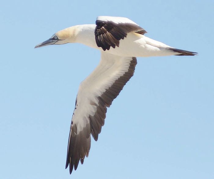 African Gannet