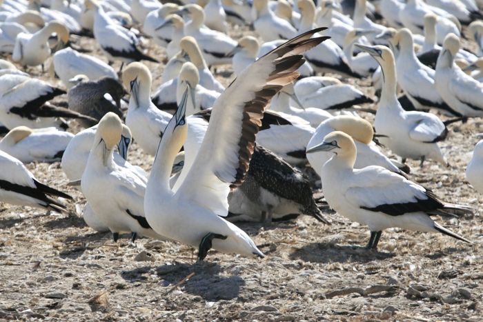 African Gannet