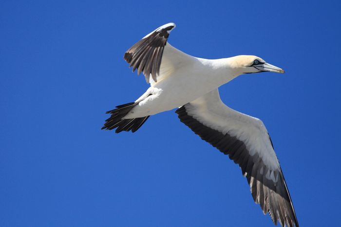 Cape Gannet