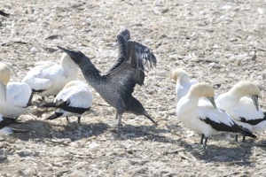 Cape Gannet juv