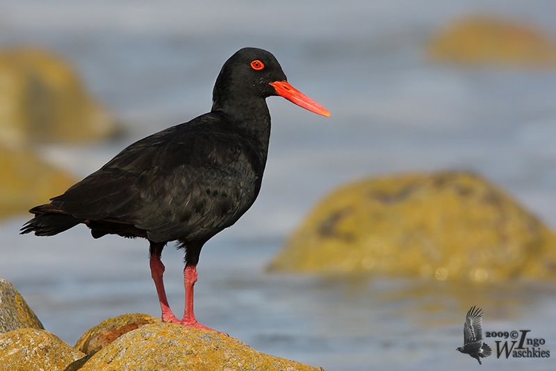 African Black Oystercatcher by Ingo Waschkies