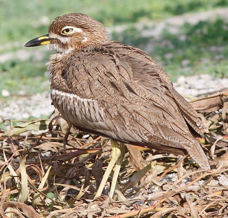 Waterdikkop