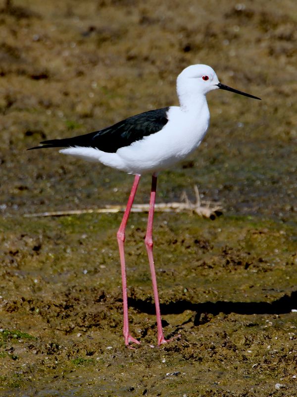 Black-winged Stilt