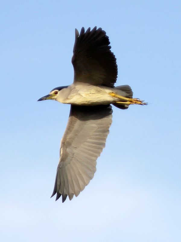 Black-crowned Night-Heron 