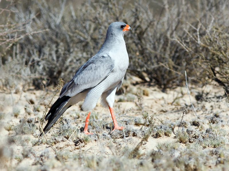 Southern Pale Chanting Goshawk