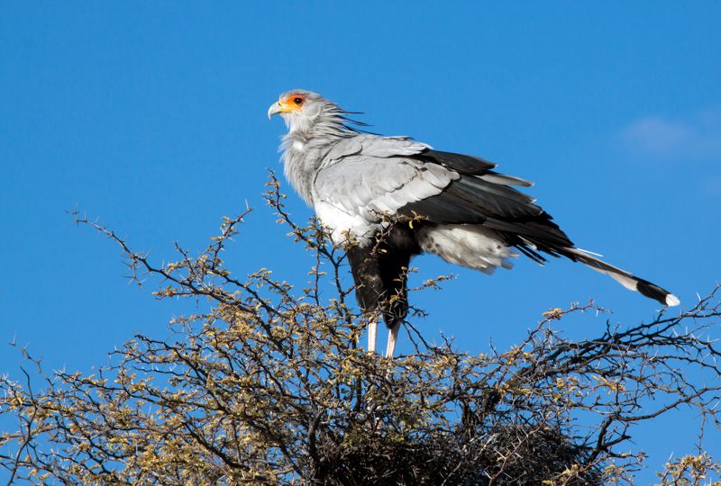 Secretarybird