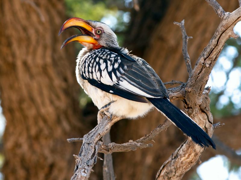 Geelbekneushoringvo&euml;l