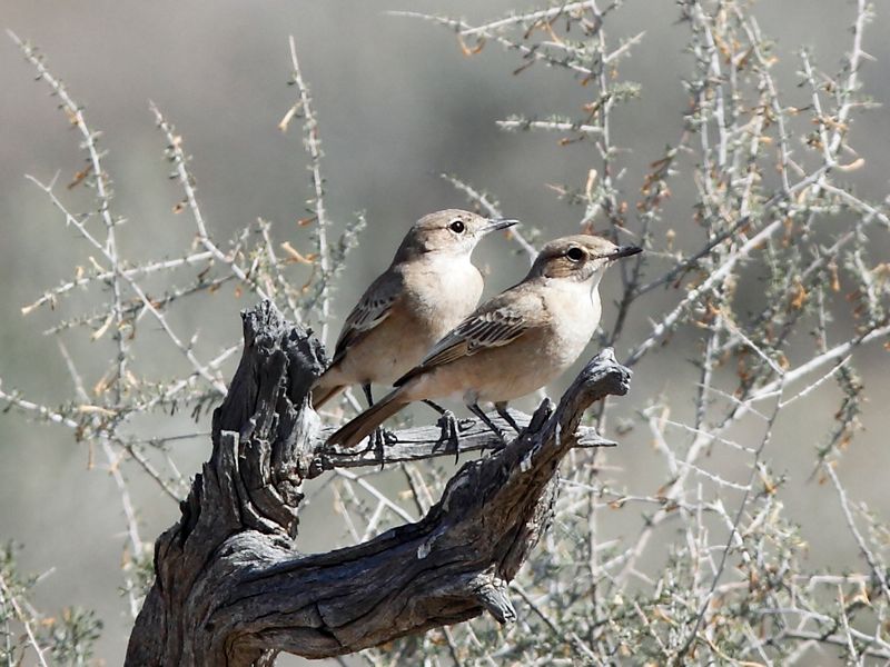 Familiar Chat pale form