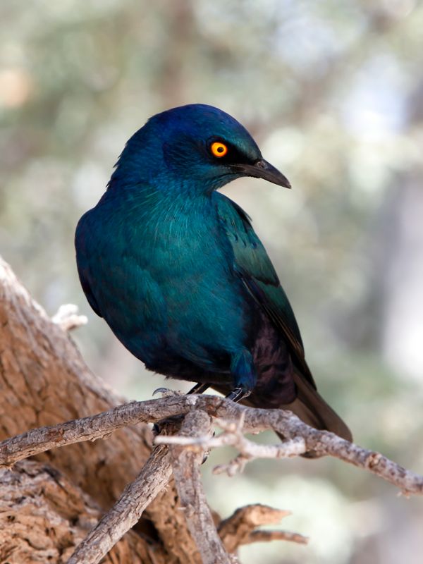 Black-bellied Starling