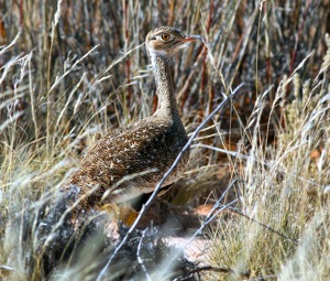 Red-crested Korhaan female