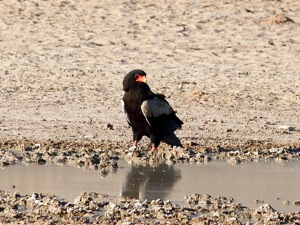 Terathopius ecaudatus