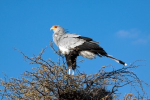 Secretarybird