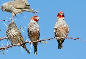 Rooikopvink