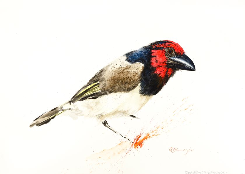 Black-Collared Barbet