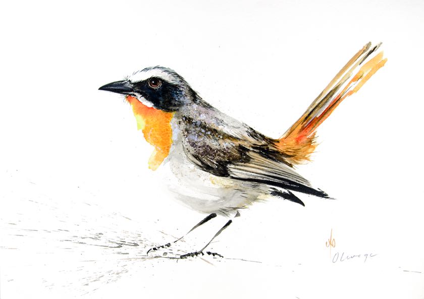 Cape Robin-Chat