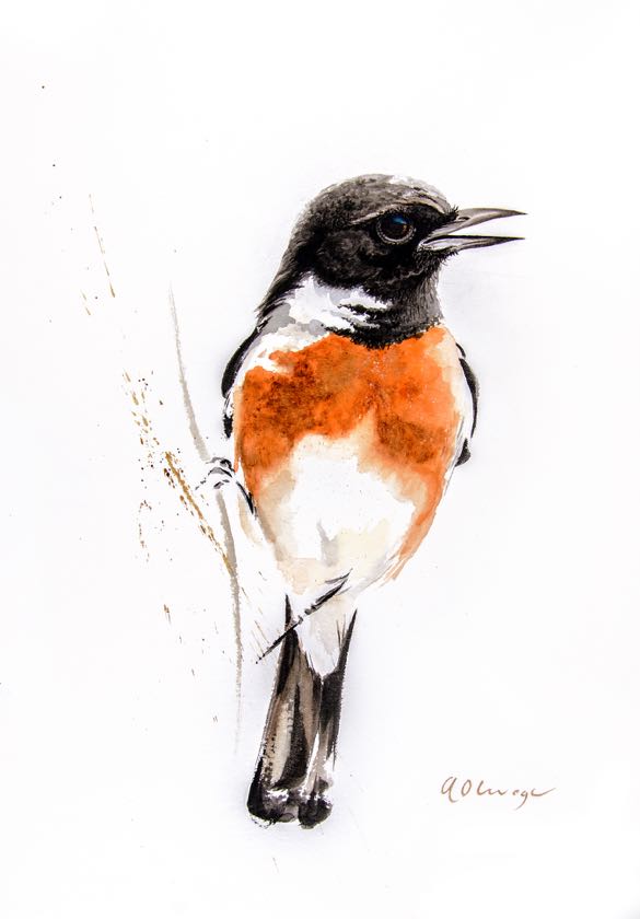 African Stonechat