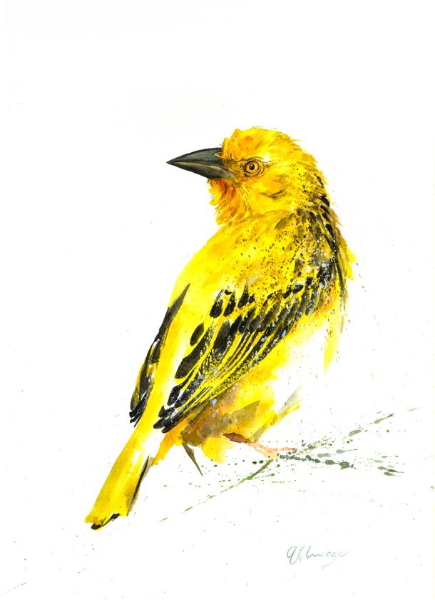 Cape Weaver female