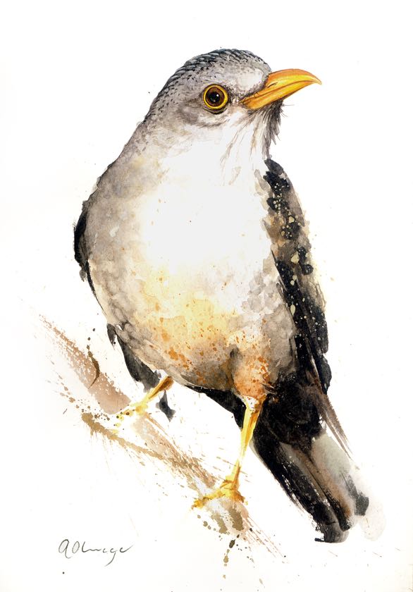 Karoo Thrush female