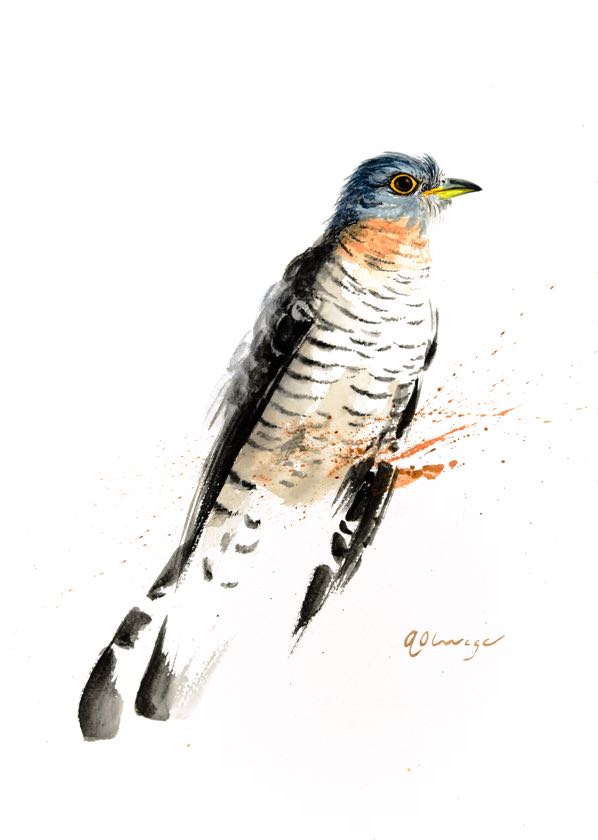 Red-Chested Cuckoo