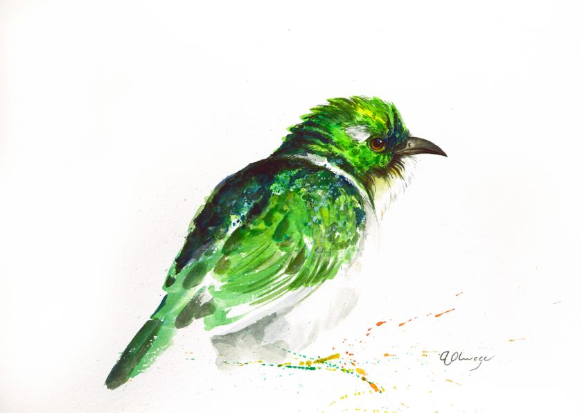 Klaas's Cuckoo