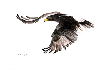 Verreaux's Eagle