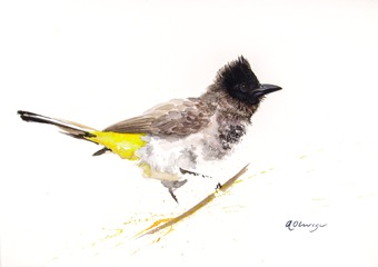Dark-Capped Bulbul