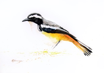 White-Throated Robin-Chat