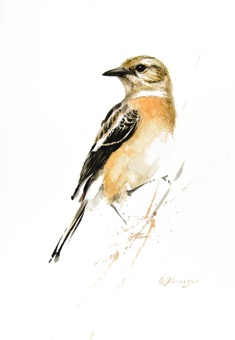 African Stonechat female