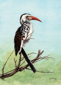 Red Billed Hornbill