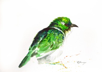 Klaas's Cuckoo