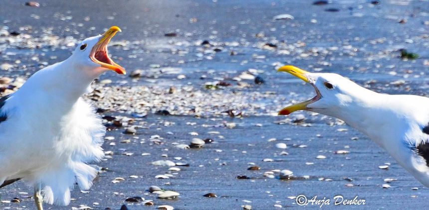 Kelp Gull
