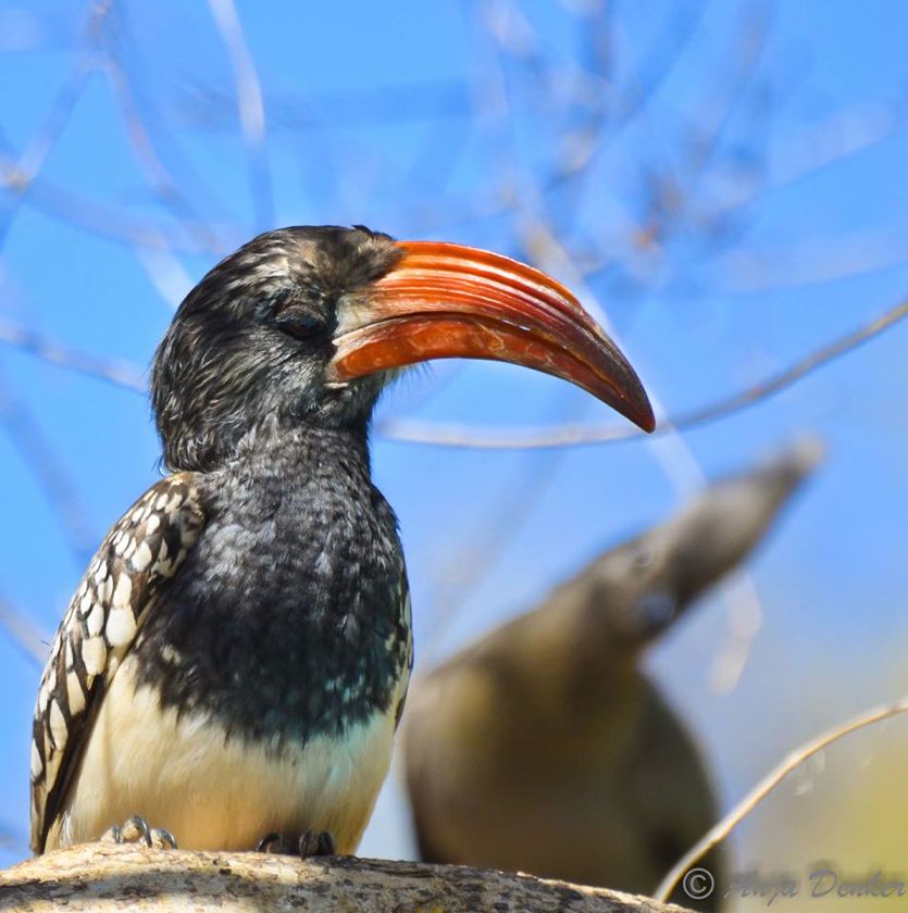 Monteiro's Hornbill