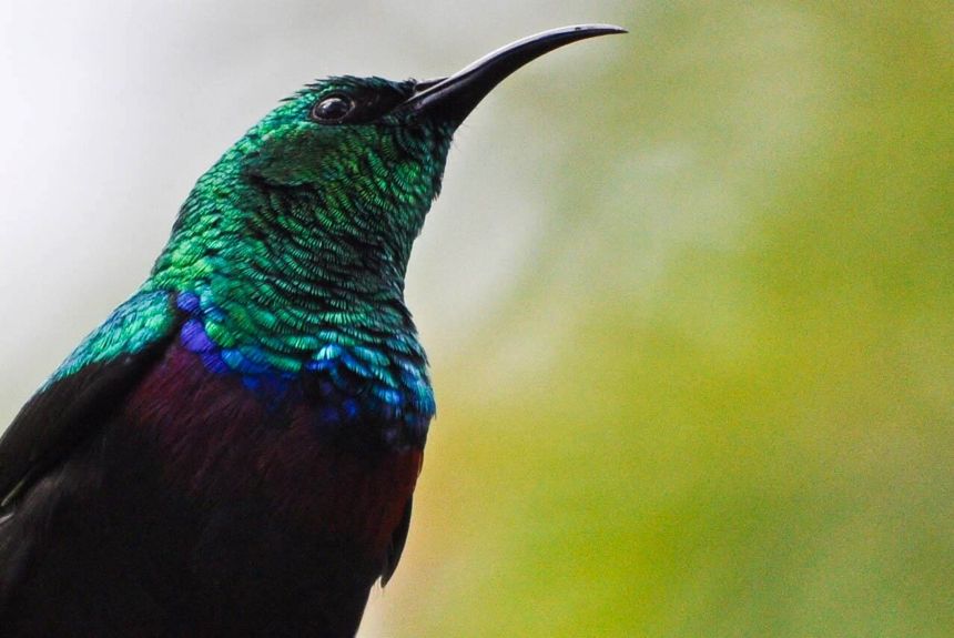 Marico Sunbird