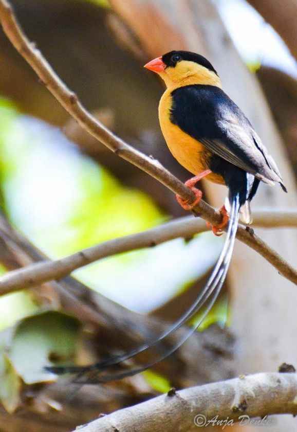 Shaft-tailed Whydah