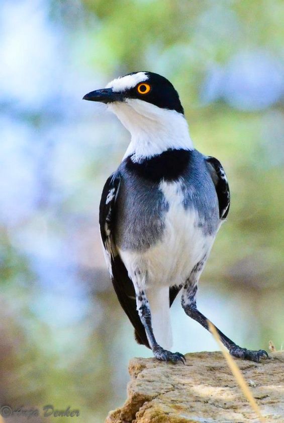 White-tailed Shrike