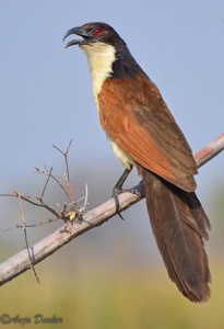 Coppery-tailed Coucal