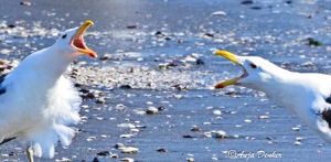 Kelp Gull