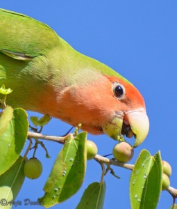 Rosy-faced Lovebird in our garden