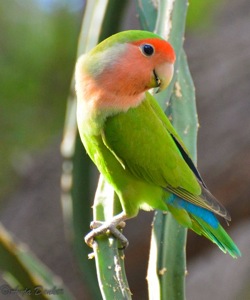 Rosy-faced Lovebird