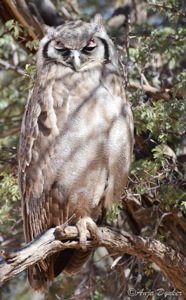 Verreaux's Eagle-Owl