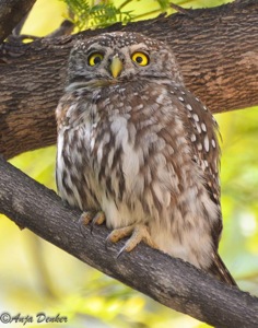 Pearl-spotted owlet