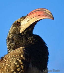 Monteiro's Hornbill
