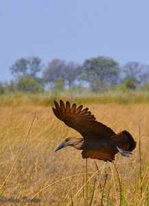 Hamerkop in flight - Caprivi