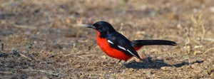 Crimson-breasted Shrike
