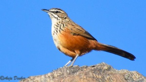 Rockrunner