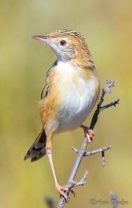 Zitting Cisticola