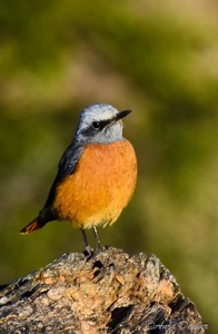 Short-toed Rock-Thrush