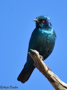 Cape Glossy Starling