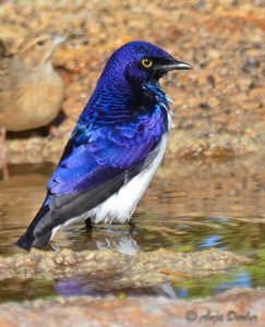 Violet-backed Starling