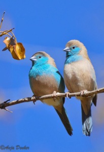 Blue Waxbill